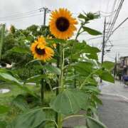 ヒメ日記 2026/07/05 23:32 投稿 いちか 完熟ばなな 横浜