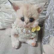 ヒメ日記 2025/04/07 21:33 投稿 長澤(ながさわ) 八王子人妻城