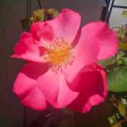 ヒメ日記 2025/05/04 17:27 投稿 長澤(ながさわ) 八王子人妻城