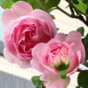 ヒメ日記 2025/05/11 16:42 投稿 長澤(ながさわ) 八王子人妻城