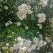 ヒメ日記 2025/05/23 13:12 投稿 長澤(ながさわ) 八王子人妻城