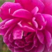 ヒメ日記 2025/10/10 14:30 投稿 長澤(ながさわ) 八王子人妻城