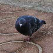 ヒメ日記 2025/03/12 22:26 投稿 浅田うた 恋する奥さん 西中島店