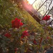 ヒメ日記 2025/10/25 10:56 投稿 浅田うた 恋する奥さん 西中島店