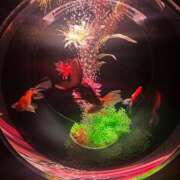 ヒメ日記 2025/10/12 23:51 投稿 なほ 新宿11チャンネル