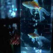 ヒメ日記 2025/10/15 23:53 投稿 なほ 新宿11チャンネル