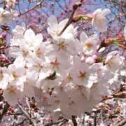 ヒメ日記 2025/04/13 07:32 投稿 ふみ 山口下関ちゃんこ