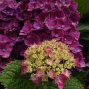 ヒメ日記 2025/05/21 07:07 投稿 ふみ 山口下関ちゃんこ