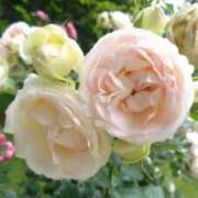 ヒメ日記 2025/05/29 13:07 投稿 ふみ 山口下関ちゃんこ