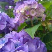 ヒメ日記 2025/06/24 07:17 投稿 ふみ 山口下関ちゃんこ