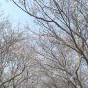 ヒメ日記 2026/03/28 22:04 投稿 ふみ 山口下関ちゃんこ