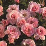 ヒメ日記 2025/11/01 11:33 投稿 希 モアグループ所沢人妻城