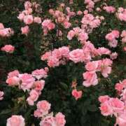 ヒメ日記 2025/11/01 11:36 投稿 希 モアグループ所沢人妻城