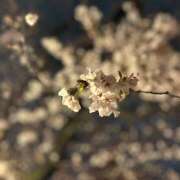 ちひろ しゅっきーん！ 神田エマニエル