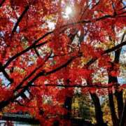 ヒメ日記 2024/12/08 16:47 投稿 せな(体験) 人妻の雫 岡山店