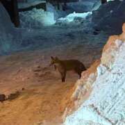 ヒメ日記 2026/01/29 18:46 投稿 つきの 癒し妻 札幌店