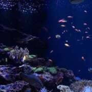 ヒメ日記 2025/02/11 01:33 投稿 なつき 手コキガールズコレクション