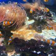 ヒメ日記 2025/03/28 09:35 投稿 ひなた ぷるるん小町 京橋店