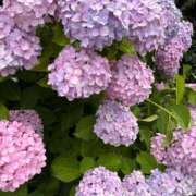 ヒメ日記 2025/06/24 15:47 投稿 ひなた ぷるるん小町 京橋店