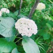 ヒメ日記 2025/07/26 17:39 投稿 月姫【カグヤ】 BLENDA V.I.P東京店