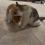 ヒメ日記 2026/08/11 22:33 投稿 えま ニューグランド