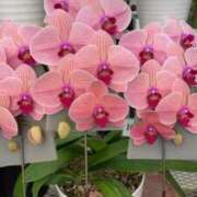 ヒメ日記 2025/01/17 17:36 投稿 わかな 熟女の風俗最終章 宇都宮店