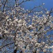 ヒメ日記 2025/04/06 10:02 投稿 わかな 熟女の風俗最終章 宇都宮店