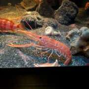 ヒメ日記 2025/04/04 12:29 投稿 あられ サティアンまーと