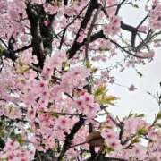 ヒメ日記 2025/03/12 18:54 投稿 なお 所沢デリヘル桜