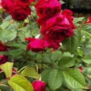 ヒメ日記 2025/05/18 23:08 投稿 白鳥心 セレブショップ新宿（東京ハレ系）