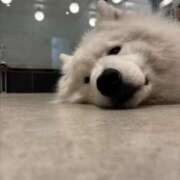 ヒメ日記 2025/07/27 15:20 投稿 白鳥心 セレブショップ新宿（東京ハレ系）