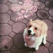 ヒメ日記 2025/04/20 19:39 投稿 みゅらー サティアンまーと