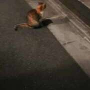 ヒメ日記 2025/09/22 18:49 投稿 みゅらー サティアンまーと