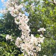 ヒメ日記 2025/04/27 15:00 投稿 つむぎ 木更津人妻花壇