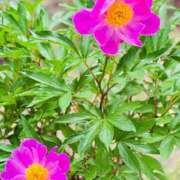 ヒメ日記 2025/06/11 13:26 投稿 菊川ナース 病院