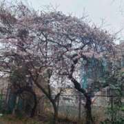 ヒメ日記 2025/03/06 16:58 投稿 滝 熟女の風俗最終章 新横浜店