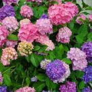 ヒメ日記 2025/06/11 18:18 投稿 滝 熟女の風俗最終章 新横浜店