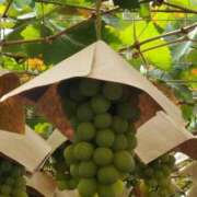 ヒメ日記 2025/10/16 20:36 投稿 滝 熟女の風俗最終章 新横浜店