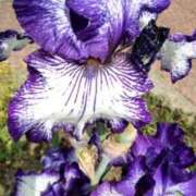 ヒメ日記 2025/04/26 22:07 投稿 麻木 まゆ こあくまな熟女たち伊勢崎店（KOAKUMAグループ）