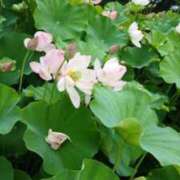 ヒメ日記 2025/07/07 15:34 投稿 麻木 まゆ こあくまな熟女たち伊勢崎店（KOAKUMAグループ）