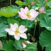 ヒメ日記 2025/07/14 22:16 投稿 麻木 まゆ こあくまな熟女たち伊勢崎店（KOAKUMAグループ）