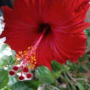 ヒメ日記 2025/07/18 22:24 投稿 麻木 まゆ こあくまな熟女たち伊勢崎店（KOAKUMAグループ）