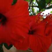 ヒメ日記 2025/08/03 11:35 投稿 麻木 まゆ こあくまな熟女たち伊勢崎店（KOAKUMAグループ）