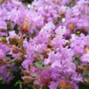 ヒメ日記 2025/08/05 07:42 投稿 麻木 まゆ こあくまな熟女たち伊勢崎店（KOAKUMAグループ）