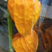 ヒメ日記 2025/08/08 21:30 投稿 麻木 まゆ こあくまな熟女たち伊勢崎店（KOAKUMAグループ）