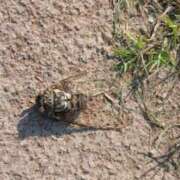 ヒメ日記 2025/08/14 13:32 投稿 麻木 まゆ こあくまな熟女たち伊勢崎店（KOAKUMAグループ）