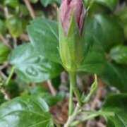 ヒメ日記 2026/02/22 21:20 投稿 麻木 まゆ こあくまな熟女たち伊勢崎店（KOAKUMAグループ）