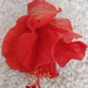 ヒメ日記 2026/02/28 15:08 投稿 麻木 まゆ こあくまな熟女たち伊勢崎店（KOAKUMAグループ）