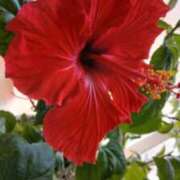 ヒメ日記 2026/03/11 12:08 投稿 麻木 まゆ こあくまな熟女たち伊勢崎店（KOAKUMAグループ）