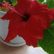 ヒメ日記 2026/03/15 08:22 投稿 麻木 まゆ こあくまな熟女たち伊勢崎店（KOAKUMAグループ）